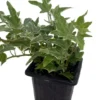 Glacier English Ivy Plant - Hedera - 2.5 Inch Pot - Indoor Vine