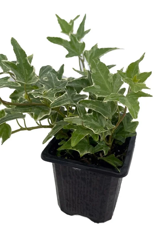 Glacier English Ivy Plant - Hedera - 2.5 Inch Pot - Indoor Vine