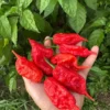 Gnar King Pepper Seeds - Super Hot Variety - Garden Seeds