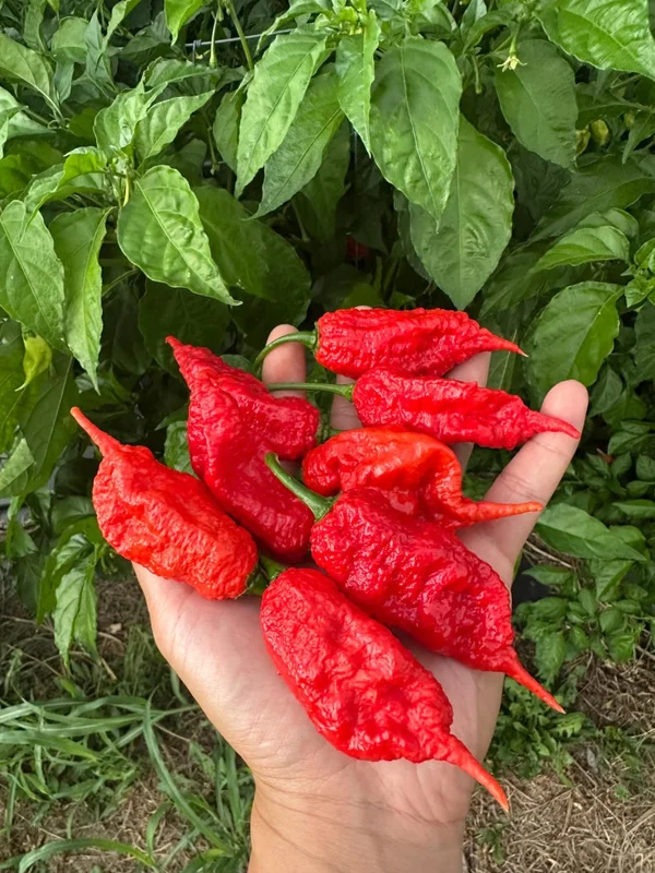 Gnar King Pepper Seeds - Super Hot Variety - Garden Seeds