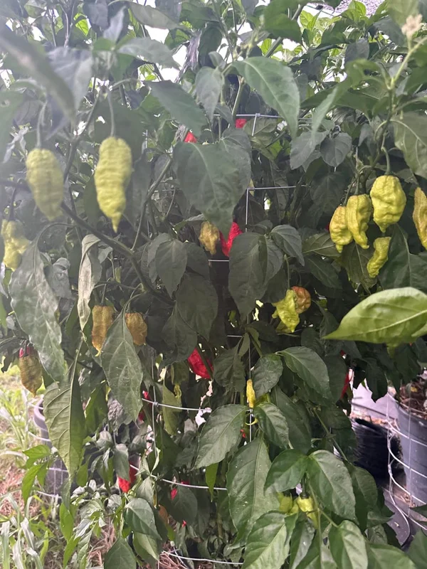 Gnar King Pepper Seeds - Super Hot Variety - Garden Seeds