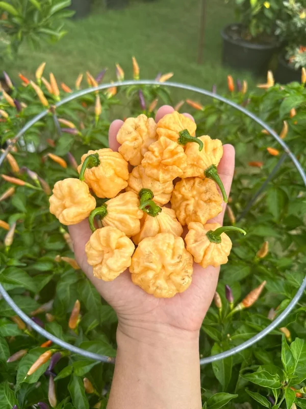 Goat Brain Pepper Seeds - Hot Pepper Variety - Heirloom Vegetable Seeds