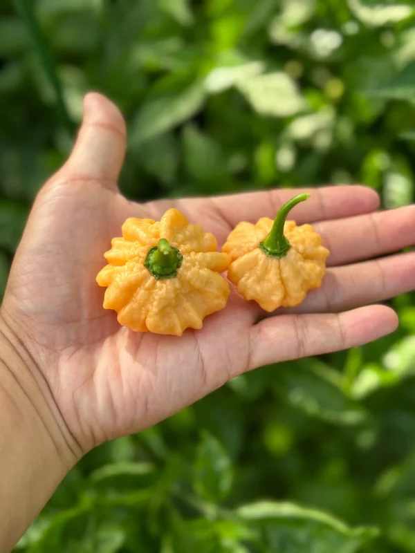 Goat Brain Pepper Seeds - Hot Pepper Variety - Heirloom Vegetable Seeds