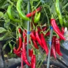 Gochujang King Pepper Seeds - Korean Chili - Garden Ready