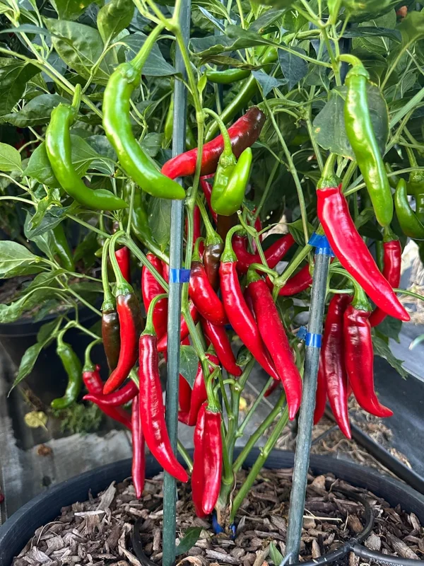 Gochujang King Pepper Seeds - Korean Chili - Garden Ready