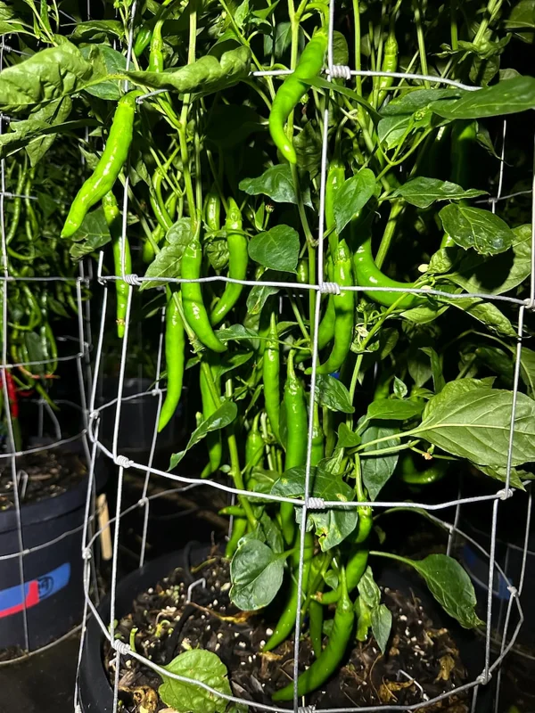 Gochujang King Pepper Seeds - Korean Chili - Garden Ready