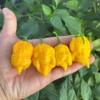 God Stopper Pepper Seeds - Super Hot Chili - Garden Seed