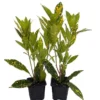 Gold Dust Croton Plant 2 Pack - 3" Pots - Colorful Indoor House Plant