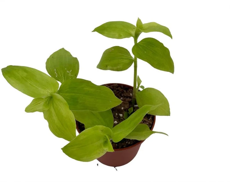 Gold Wing Tradescantia Plant - 2.5 Inch Pot - Colorful Foliage