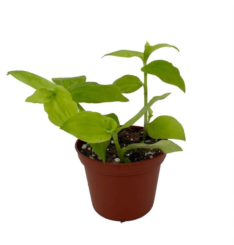 Gold Wing Tradescantia Plant - 2.5 Inch Pot - Colorful Foliage