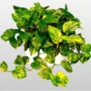 Golden Devil's Ivy Pothos Plants - 2 Pack - Indoor Air Purifier - 3" Pots