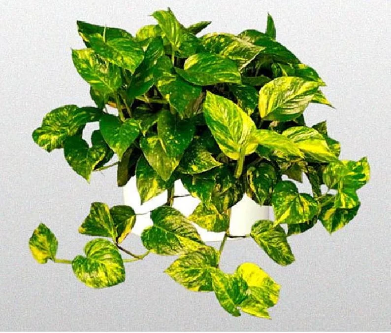 Golden Devil's Ivy Pothos Plants - 2 Pack - Indoor Air Purifier - 3" Pots