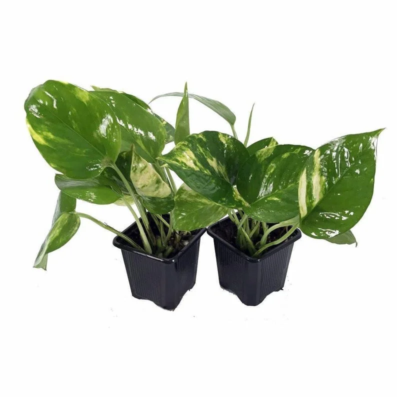 Golden Devil's Ivy Pothos Plants - 2 Pack - Indoor Air Purifier - 3" Pots