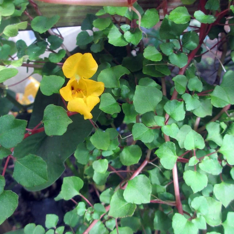 Golden Dragon Impatiens repens - Tropical Vine Houseplant - 2.5in Pot