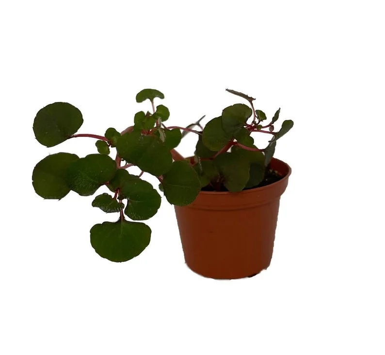 Golden Dragon Impatiens repens - Tropical Vine Houseplant - 2.5in Pot