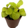 Golden Lemon Swedish Ivy Plant 2.5" Pot - Plectranthus Easy Care