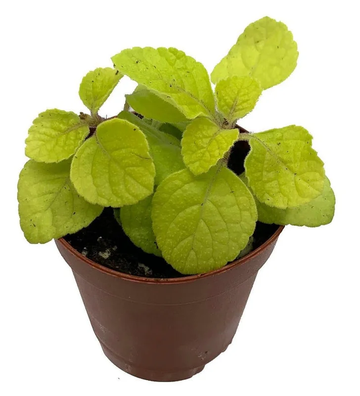 Golden Lemon Swedish Ivy Plant 2.5" Pot - Plectranthus Easy Care