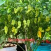 Golden Slimer Pepper Seeds - Rare Sweet Pepper Variety