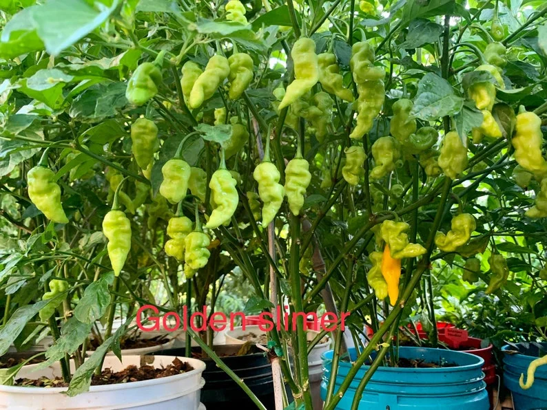 Golden Slimer Pepper Seeds - Rare Sweet Pepper Variety