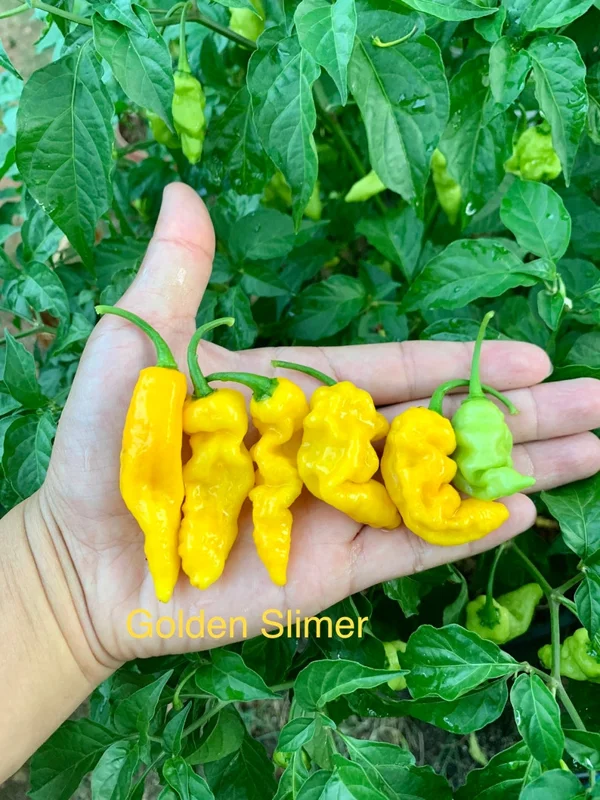Golden Slimer Pepper Seeds - Rare Sweet Pepper Variety