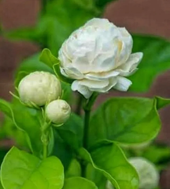 Grand Duke Jasmine Plant - Half Gallon Potted Flowering Shrub