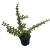 Green Grand Jade Plant 4" Pot - Portulacaria Grandiflora - Succulent