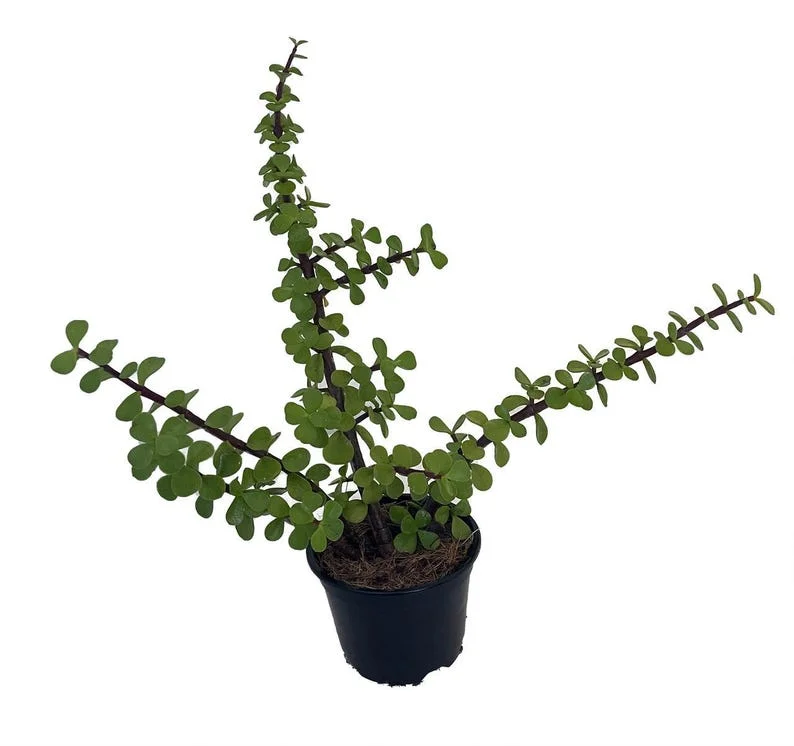 Green Grand Jade Plant 4" Pot - Portulacaria Grandiflora - Succulent