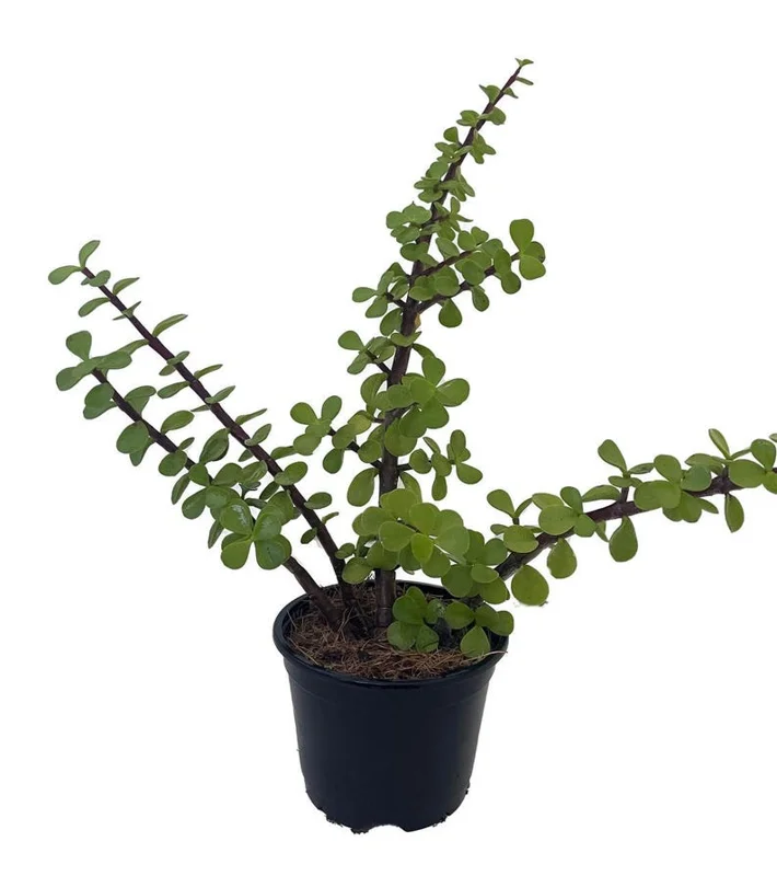 Green Grand Jade Plant 4" Pot - Portulacaria Grandiflora - Succulent
