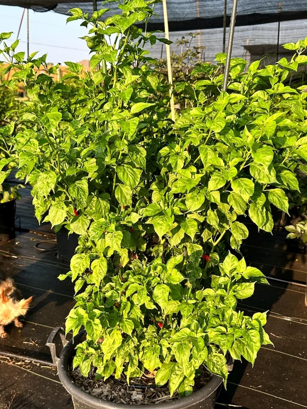 Guam Boonie Pepper Seeds - Hot & Spicy Variety