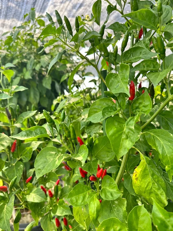 Guam Boonie Pepper Seeds - Hot & Spicy Variety