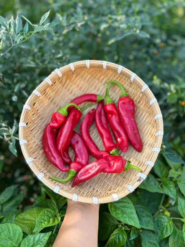 Hangjiao #1 Corona Pepper Seeds - Open Pollinated Vegetable Seeds