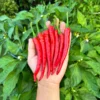 Hangjiao #10 After Glow Pepper Seeds - Mild Chilli Variety