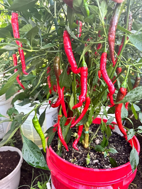 Hangjiao #10 After Glow Pepper Seeds - Mild Chilli Variety