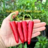 Hangjiao #10 After Glow x Mattapeno Pepper Seeds - Hot Pepper Seeds