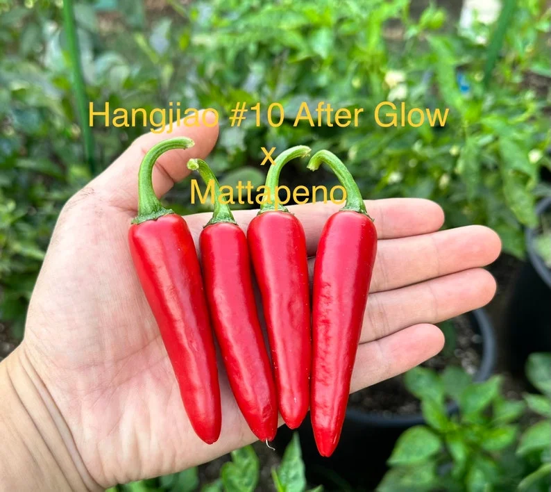 Hangjiao #10 After Glow x Mattapeno Pepper Seeds - Hot Pepper Seeds