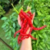 Hangjiao #2 Meteor Seeds - Space Chillies - 12+ Seeds - Organic & Open Pollinated