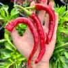 Hangjiao #4 Comet Tail Pepper Seeds - Heirloom Variety