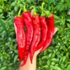 Hangjiao #5 Helix Nebula Pepper Seeds - Unique Space Chili Variety