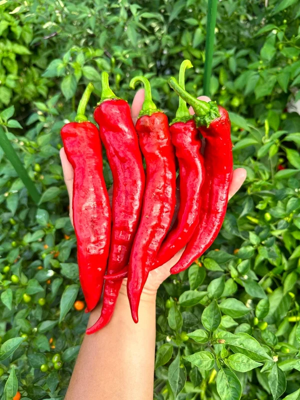 Hangjiao #5 Helix Nebula Pepper Seeds - Unique Space Chili Variety