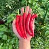 Hangjiao #6 Pulsar Pepper Seeds - Mild Heat, Prolific Producer