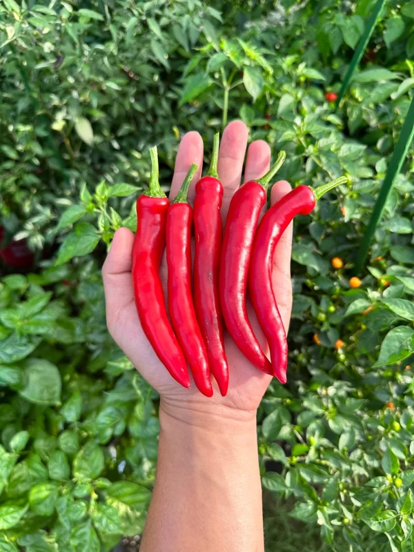 Hangjiao #6 Pulsar Pepper Seeds - Mild Heat, Prolific Producer