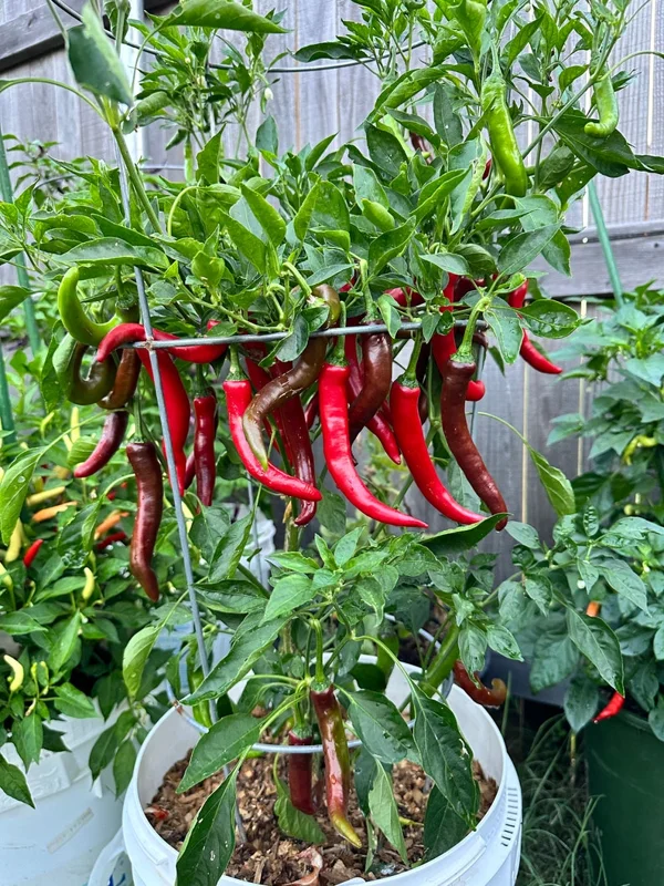 Hangjiao #6 Pulsar Pepper Seeds - Mild Heat, Prolific Producer