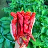 Hangjiao #7 Super Nova Pepper Seeds - Rare Chili Variety