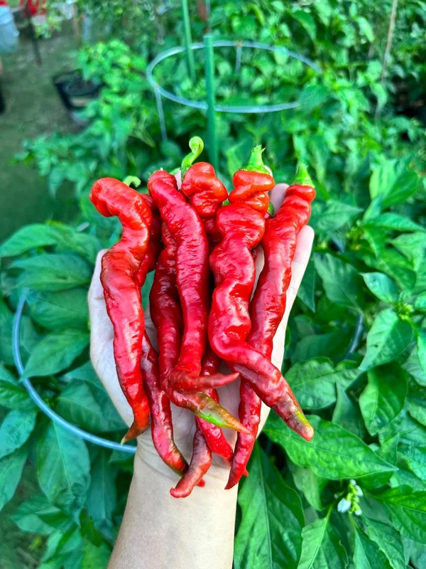 Hangjiao #7 Super Nova Pepper Seeds - Rare Chili Variety