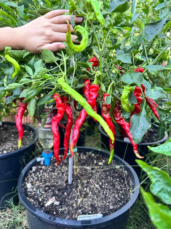 Hangjiao #7 Super Nova Pepper Seeds - Rare Chili Variety