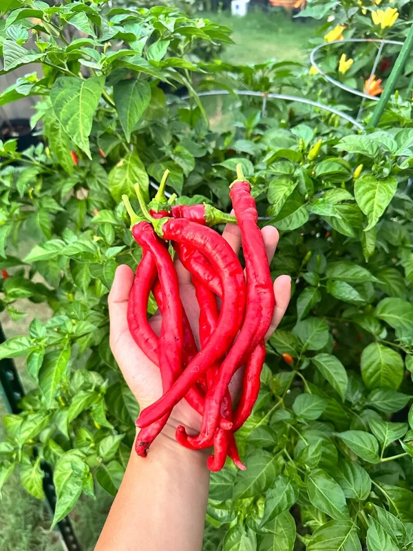 Hangjiao #8 Total Eclipse Pepper Seeds - Heirloom Vegetable Seeds