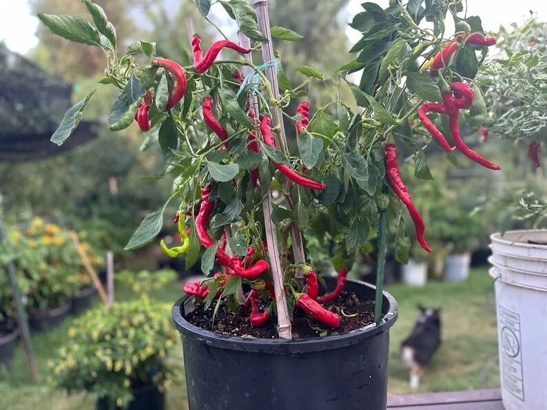 Hangjiao #8 Total Eclipse Pepper Seeds - Heirloom Vegetable Seeds