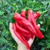 Hangjiao #9 Big Bang Pepper Seeds - Heirloom Variety