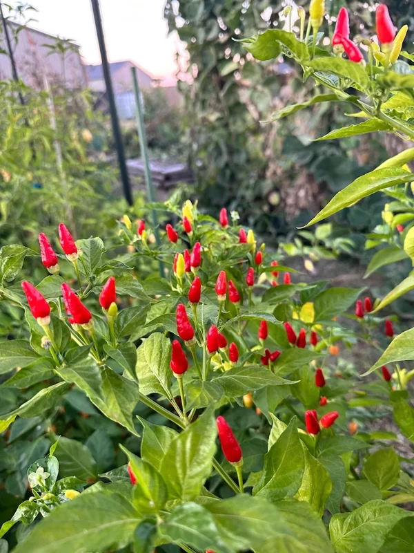 Hawaiian Kona Pepper Seeds - Heirloom Variety - Grow Your Own