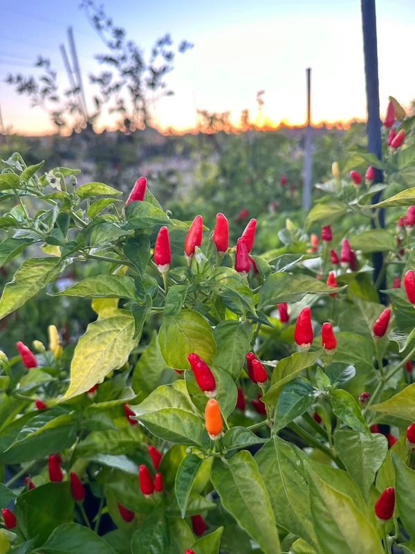 Hawaiian Kona Pepper Seeds - Heirloom Variety - Grow Your Own